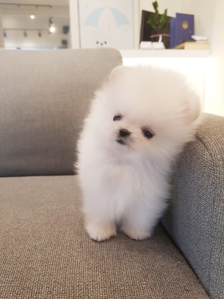 화이트포메아기 잠시 쉬다갈게여^^ 화이트포메아기 잠시 쉬다갈게여^^