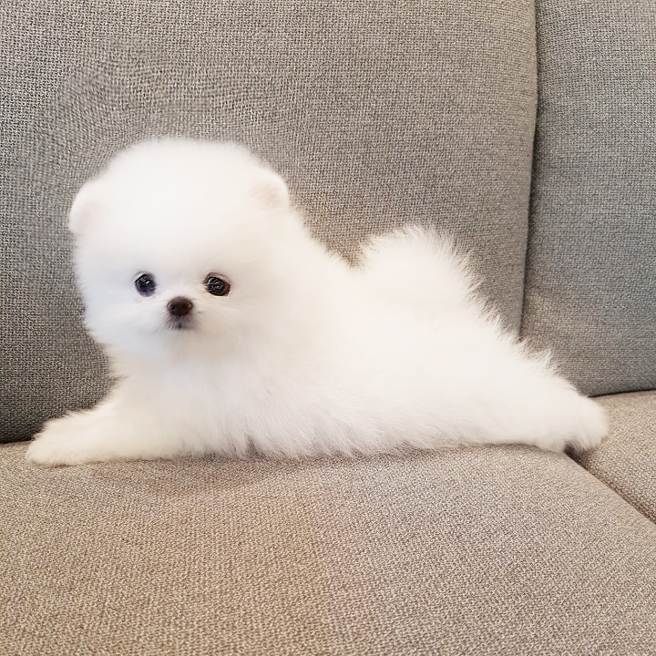 모량 빵빵한 빵실이 포메라니안 분양해용 모량 빵빵한 빵실이 포메라니안 분양해용
