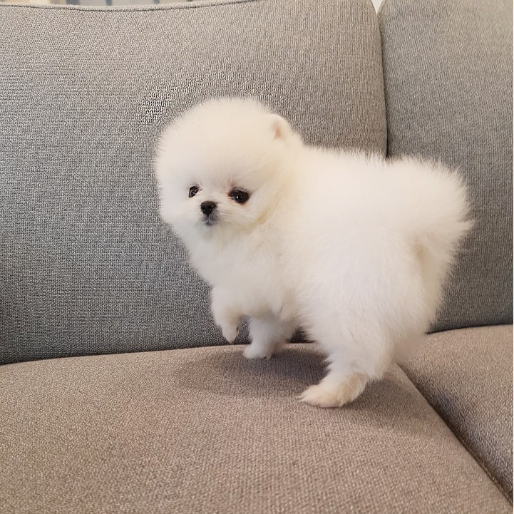 모량 빵빵한 빵실이 포메라니안 분양해용 모량 빵빵한 빵실이 포메라니안 분양해용