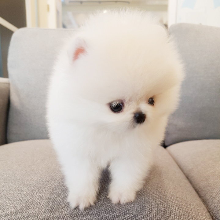 해맑게 웃는 미니 화이트포메라니안 분양합니다 포메전문레인독
