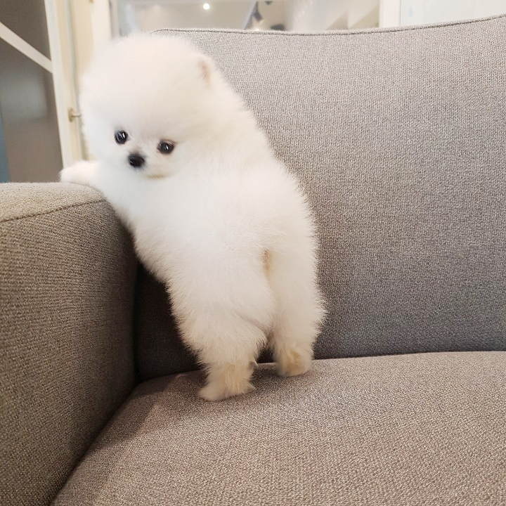 해맑게 웃는 미니 화이트포메라니안 분양합니다 포메전문레인독