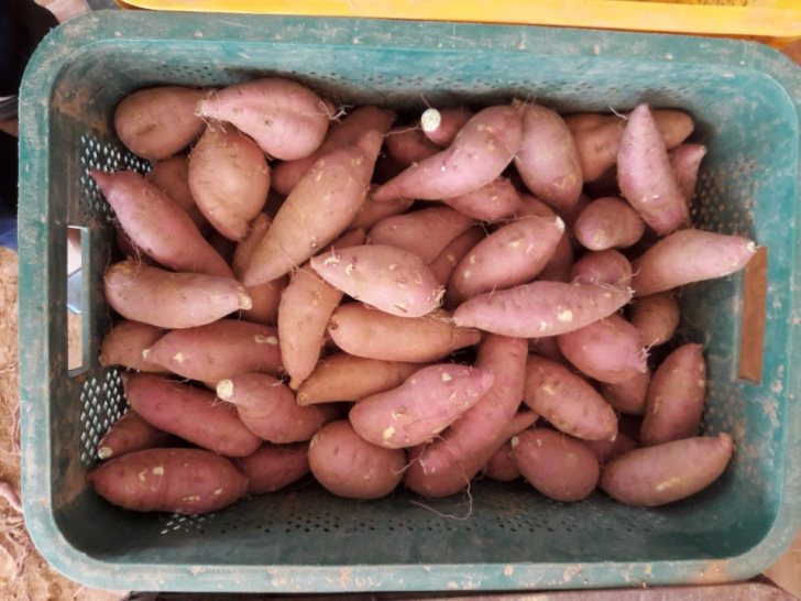해나미고구마5kg 해나미고구마5kg