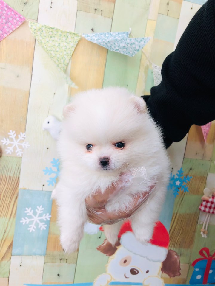 포메라니안 포메라니안