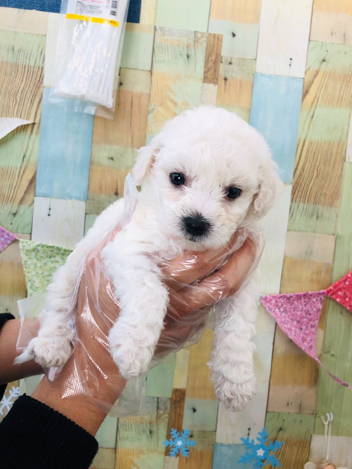 포메라니안 포메라니안