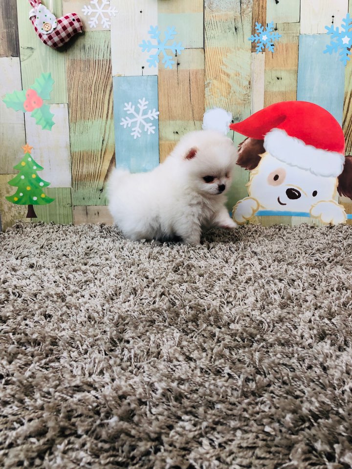 포메라니안 포메라니안