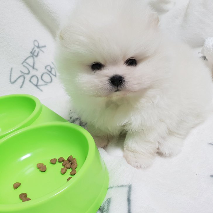 포메 남1여1 분양합니다 포메 남1여1 분양합니다