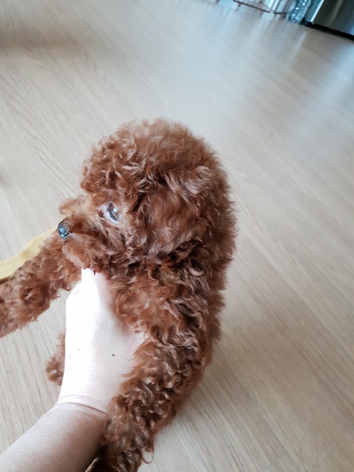 에프리푸들 분양 에프리푸들 분양