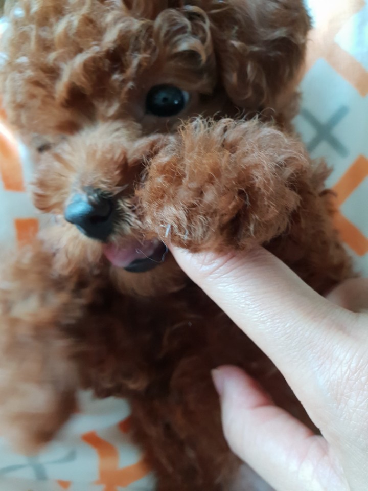 에프리푸들 분양 에프리푸들 분양