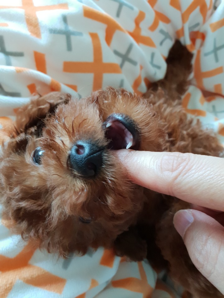 에프리푸들 분양 에프리푸들 분양