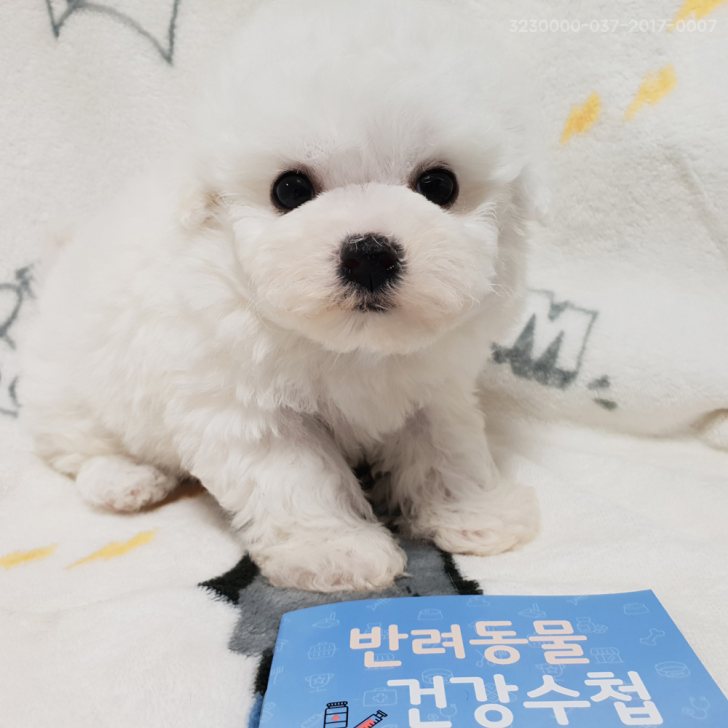 순종비숑프리제 가족들 분양해요 순종비숑프리제 가족들 분양해요