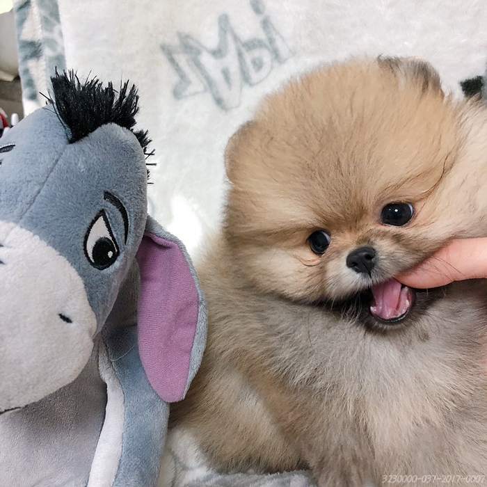 2개월된 세이블포메 저희 몽몽이들 분양보내요