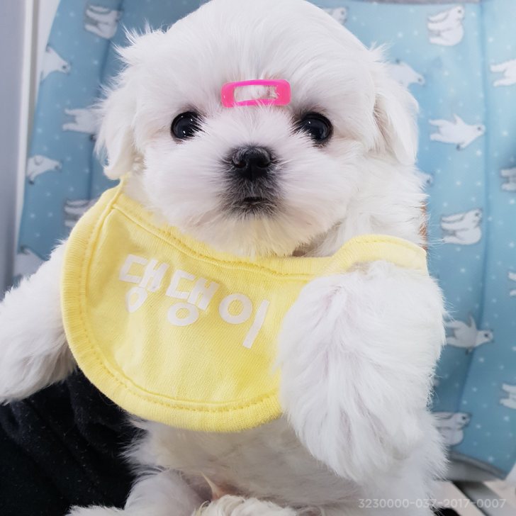 말티즈 얼짱 남*여 분양 보내봅니다. 말티즈 얼짱 남*여 분양 보내봅니다.