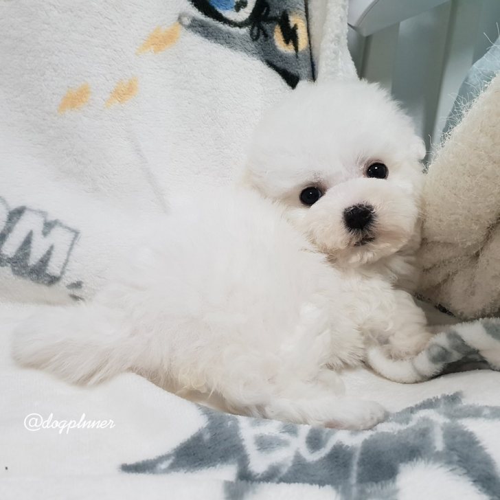 순종비숑프리제 가족들 분양해요 순종비숑프리제 가족들 분양해요