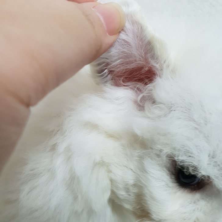 순종비숑프리제 가족들 분양해요 순종비숑프리제 가족들 분양해요