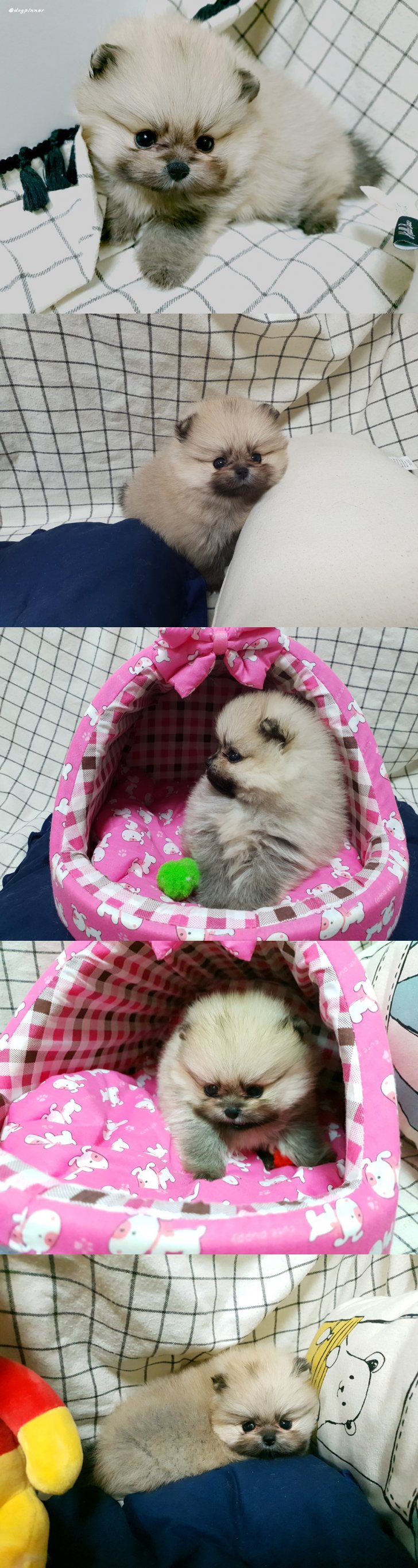 세이블 포메아이들 2개월조금 넘는 아이인데 분양해요. 세이블 포메아이들 2개월조금 넘는 아이인데 분양해요.