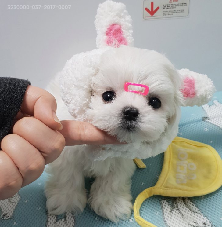 말티즈 얼짱 남*여 분양 보내봅니다. 말티즈 얼짱 남*여 분양 보내봅니다.