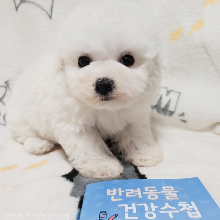 순종비숑프리제 가족들 분양해요 순종비숑프리제 가족들 분양해요