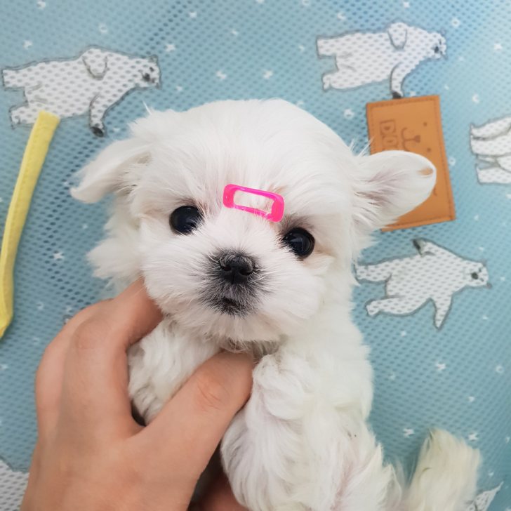말티즈 얼짱 남*여 분양 보내봅니다. 말티즈 얼짱 남*여 분양 보내봅니다.
