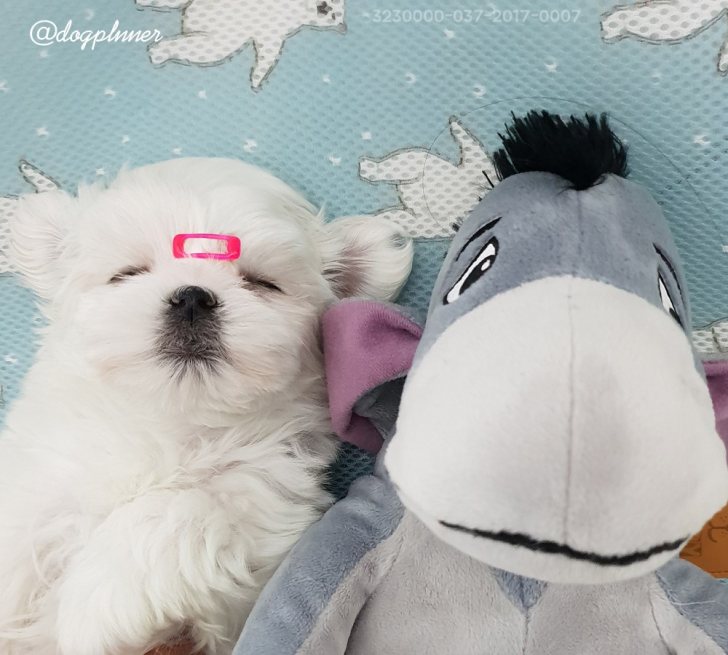 말티즈 얼짱 남*여 분양 보내봅니다. 말티즈 얼짱 남*여 분양 보내봅니다.
